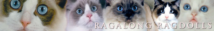 Breeders of Ragalong Ragdoll Kittens and Cats