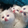 Blue Bicolor Kitten (4 Weeks)
