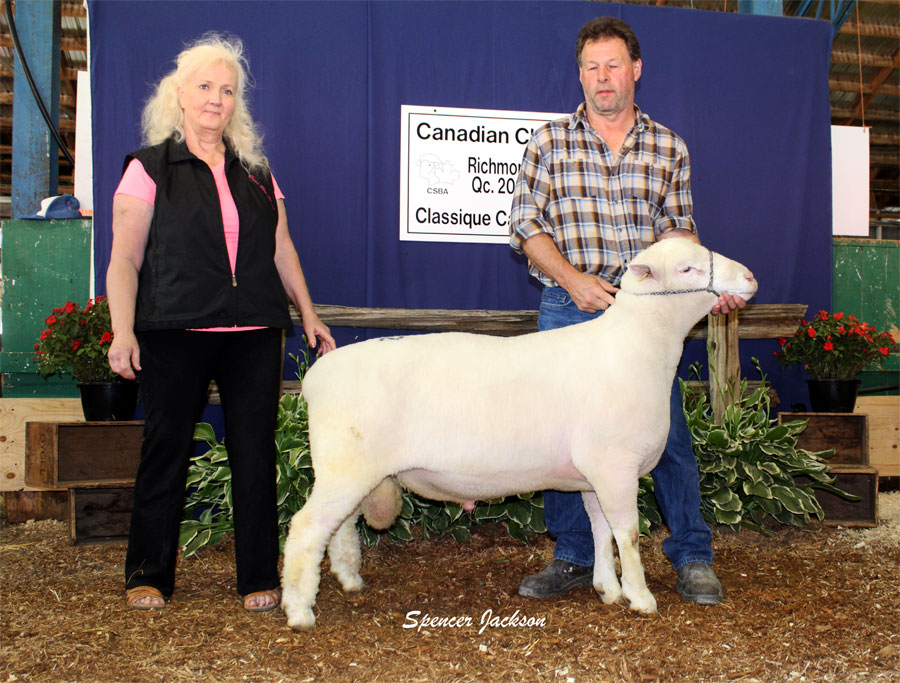 Briar Glen Dorsets - Highest Selling Sheep at the All Canada Sheep Classic in Quebec 2016
